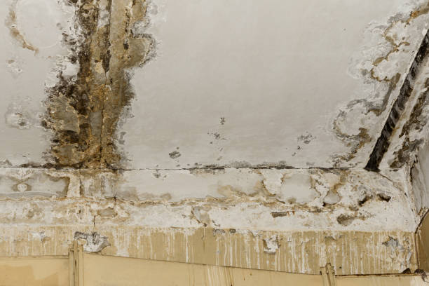 Best Commercial Mold Inspection  in Covelo, CA
