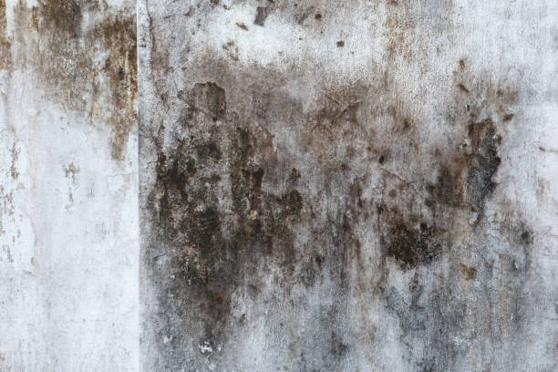 Mold Remediation for Rental Properties in Covelo, CA