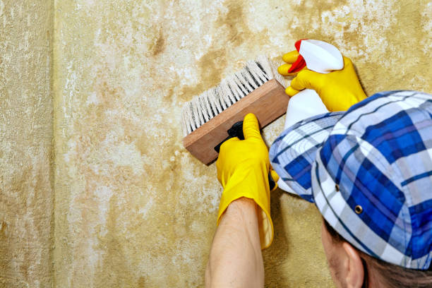 Best Residential Mold Inspection & Testing  in Covelo, CA